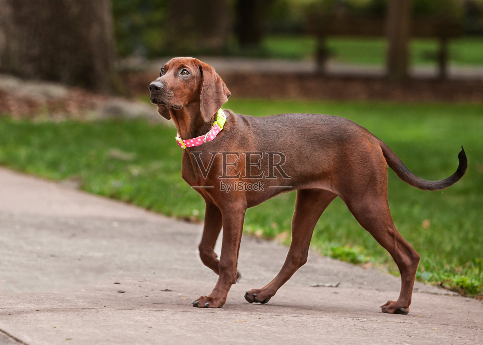 红骨猎犬在公园散步照片摄影图片