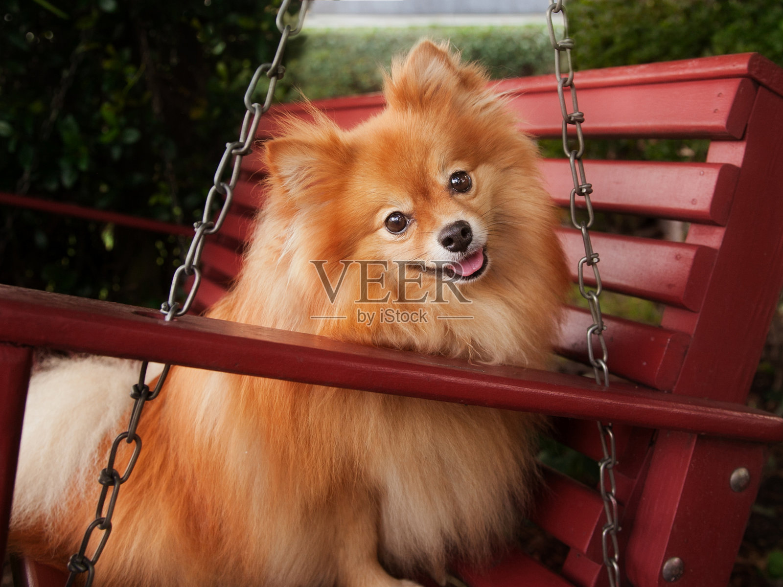 波美拉尼亚犬坐在红色门廊秋千上照片摄影图片