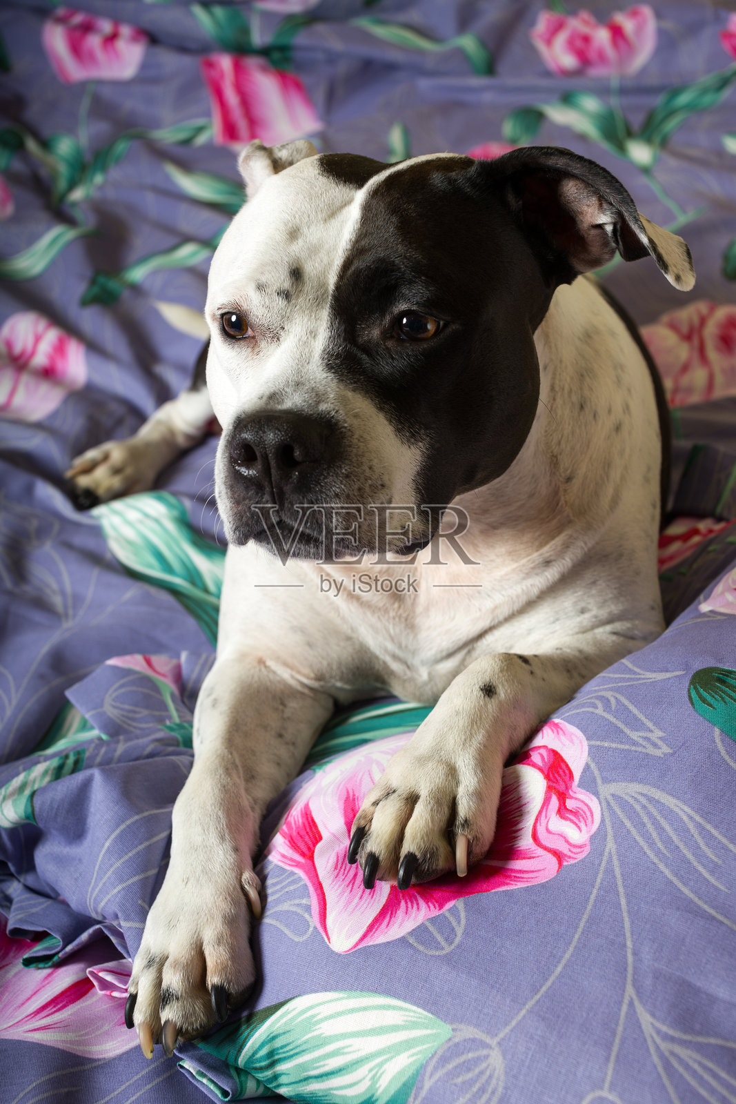 黑白相间的狗正在床上休息。美国斯塔福德郡梗照片摄影图片