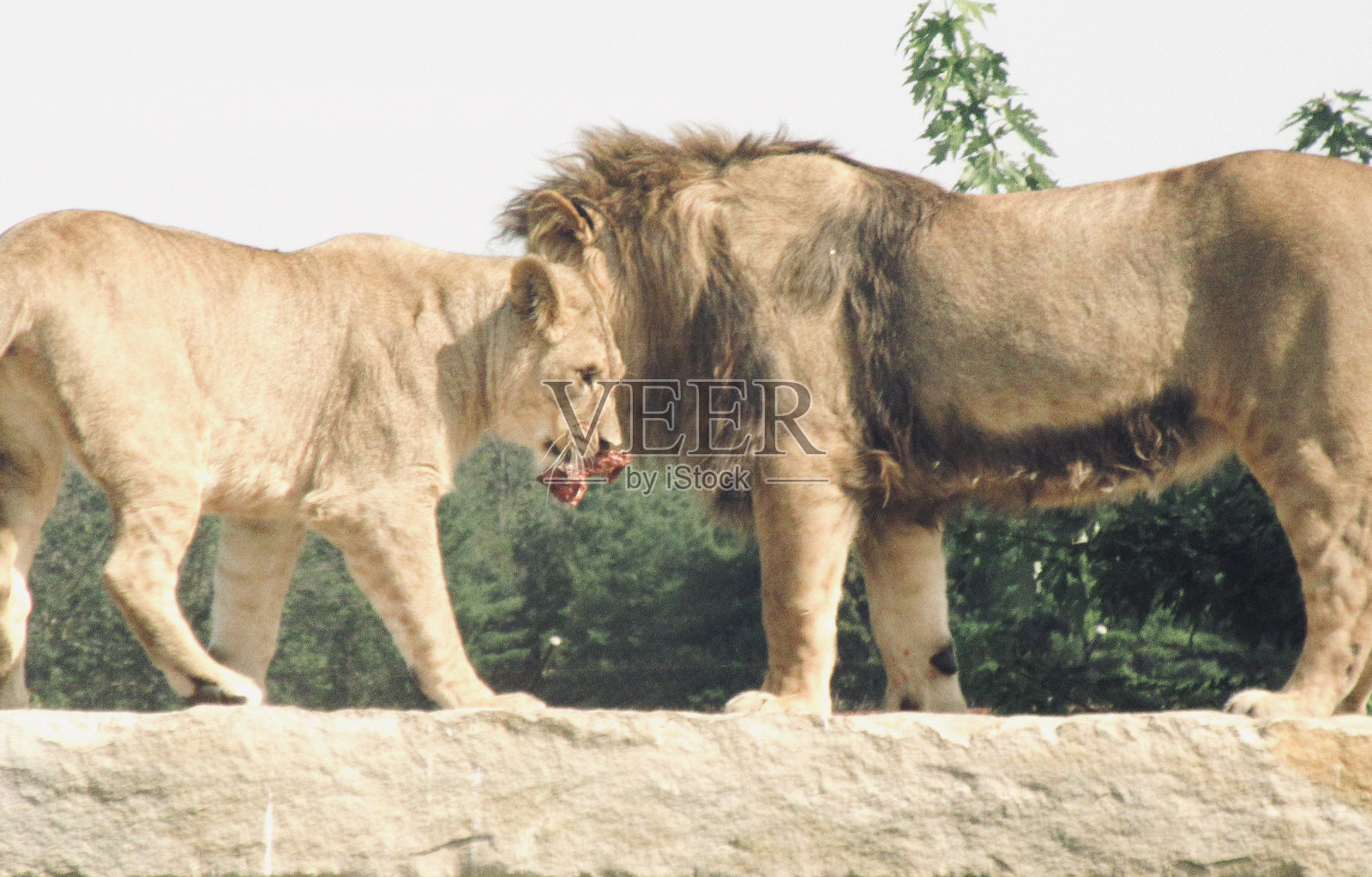 汉密尔顿和剑桥，安大略省，狮子照片摄影图片