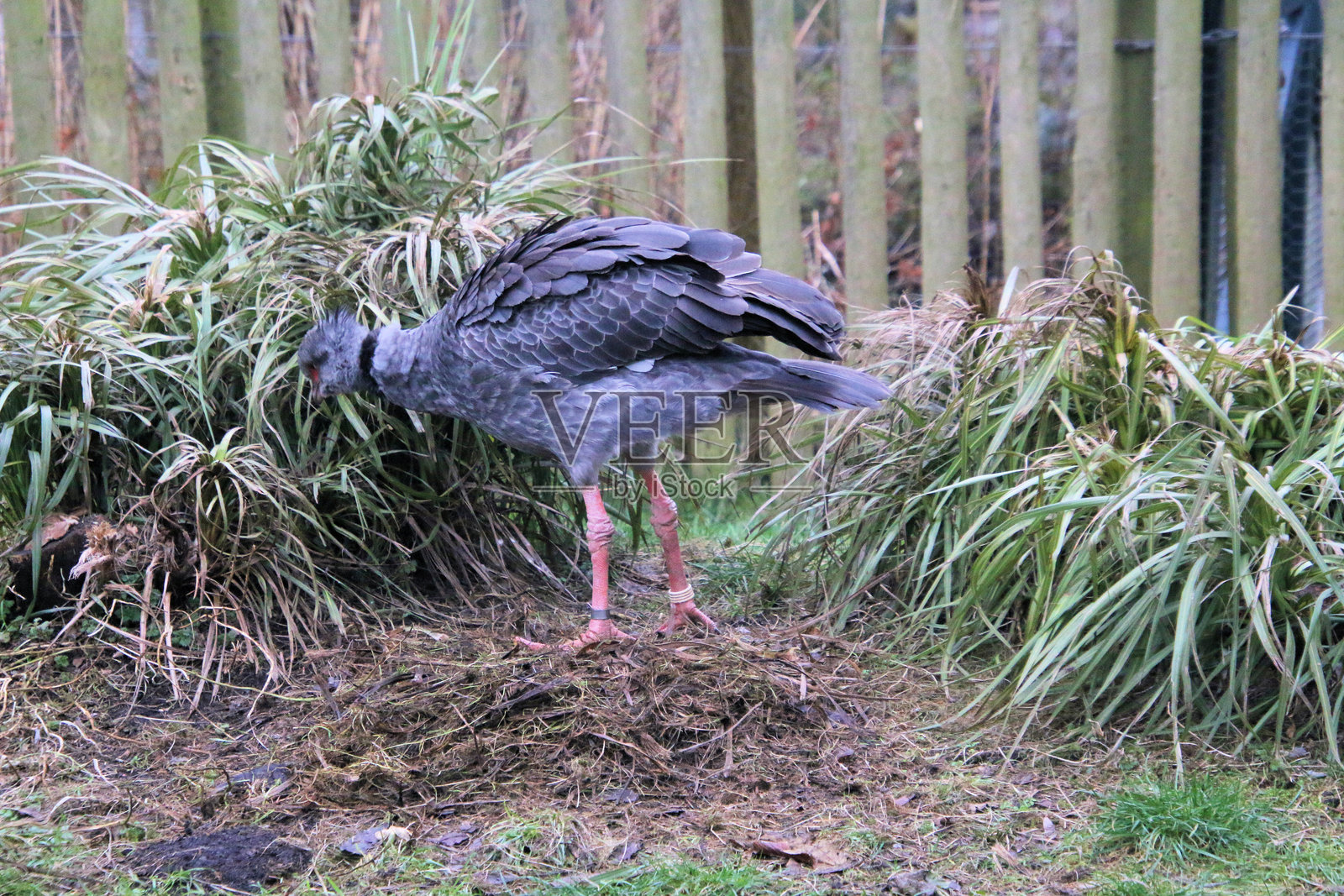 冠声鸟的景观照片摄影图片
