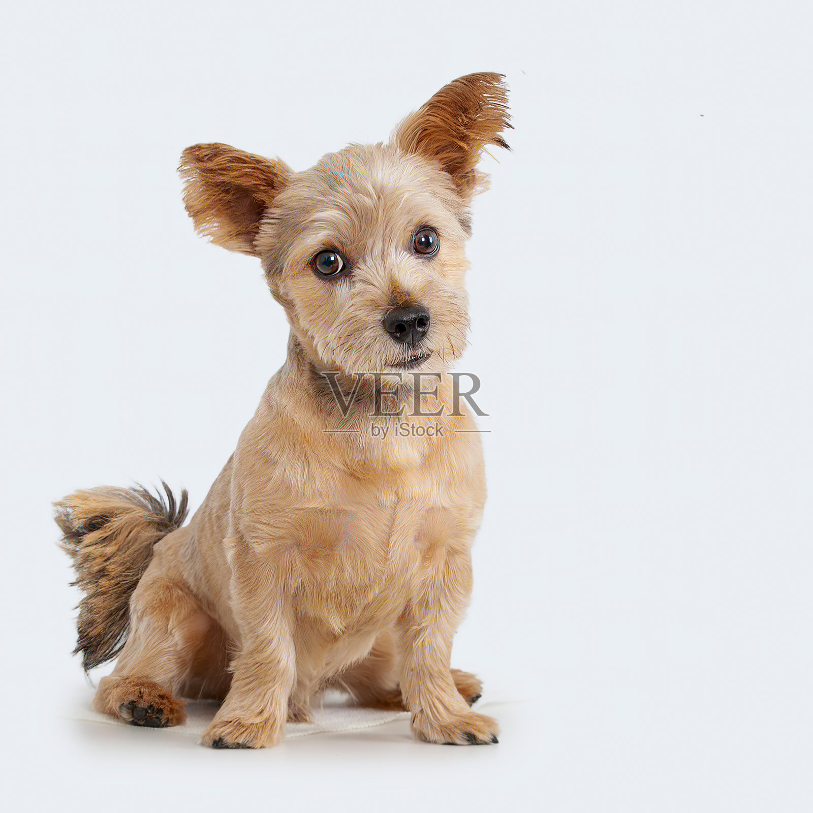 诺里奇梗犬在白色背景上照片摄影图片