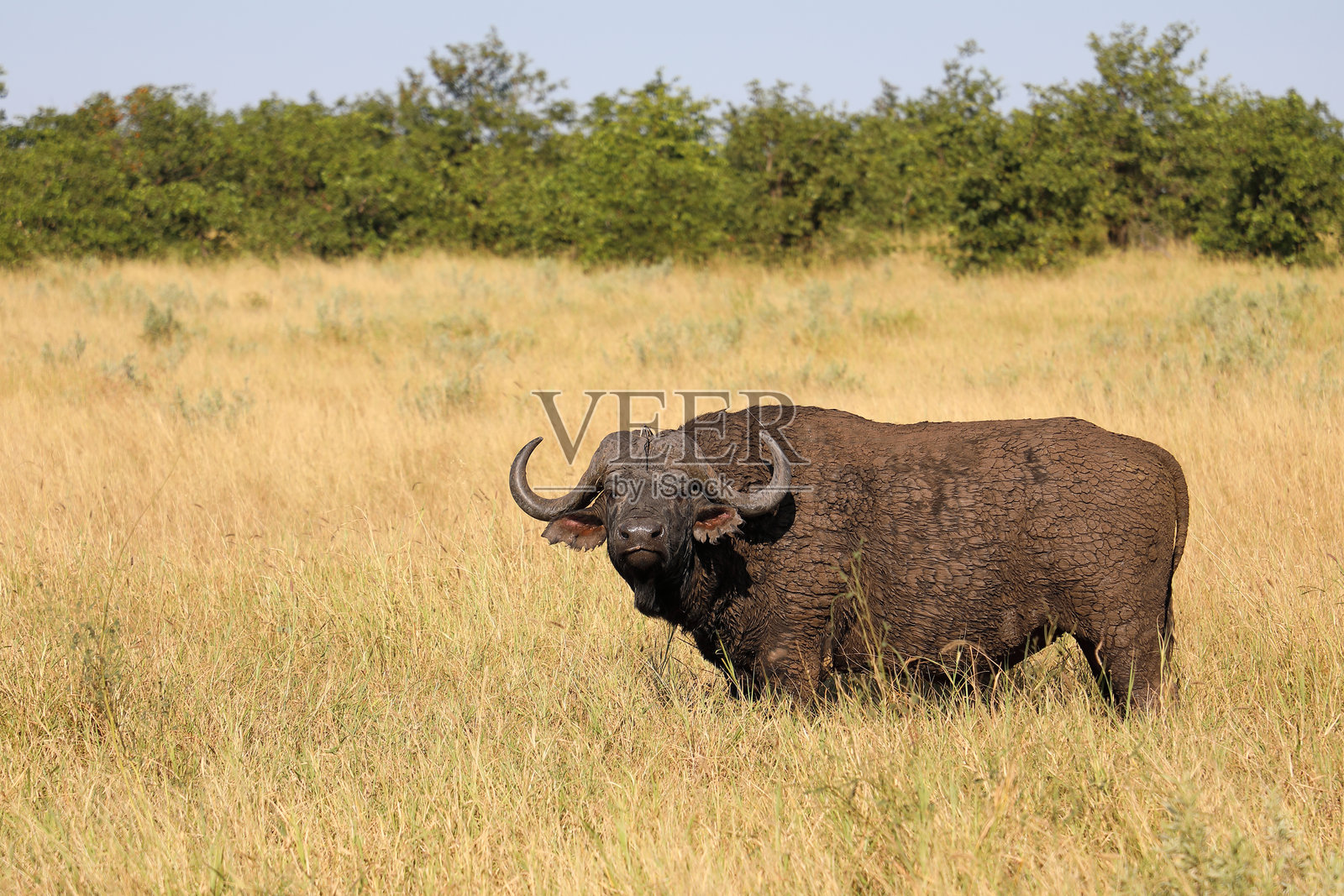 咖法牛 / 非洲水牛 / 同牛照片摄影图片