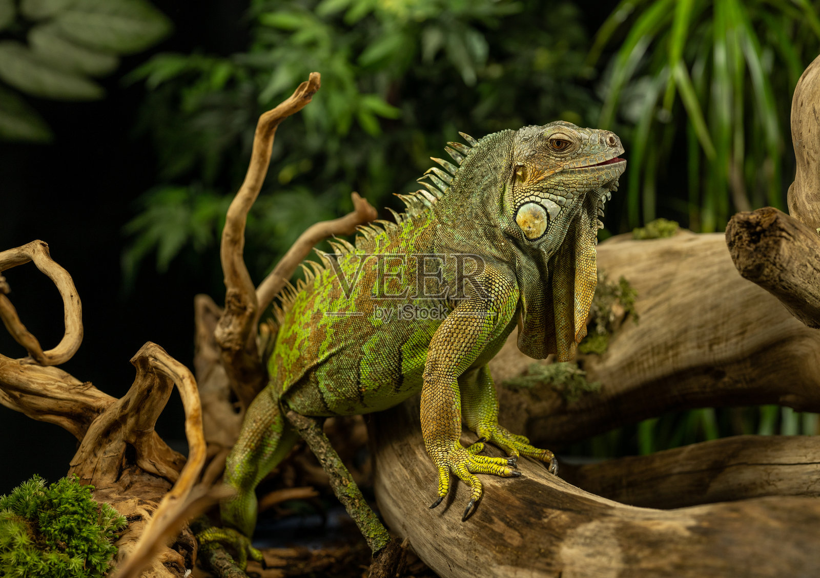 威严快乐的绿色鬣蜥坐在原木枝上照片摄影图片