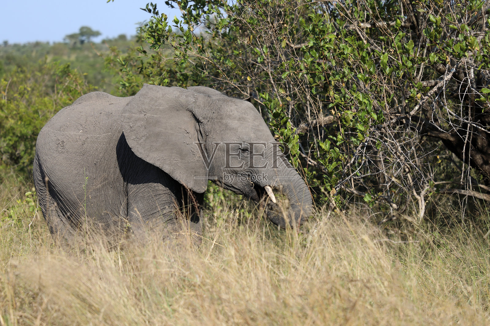 非洲象 / African elephant / Loxodonta africana照片摄影图片