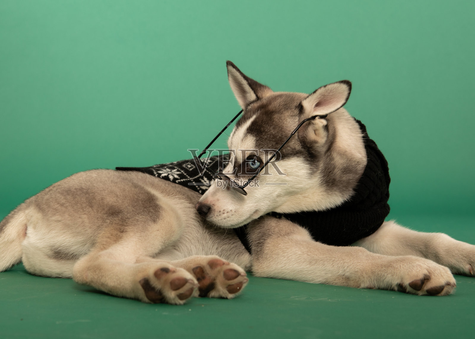 戴着眼镜和毛衣的哈士奇小狗躺在摄影棚背景上照片摄影图片