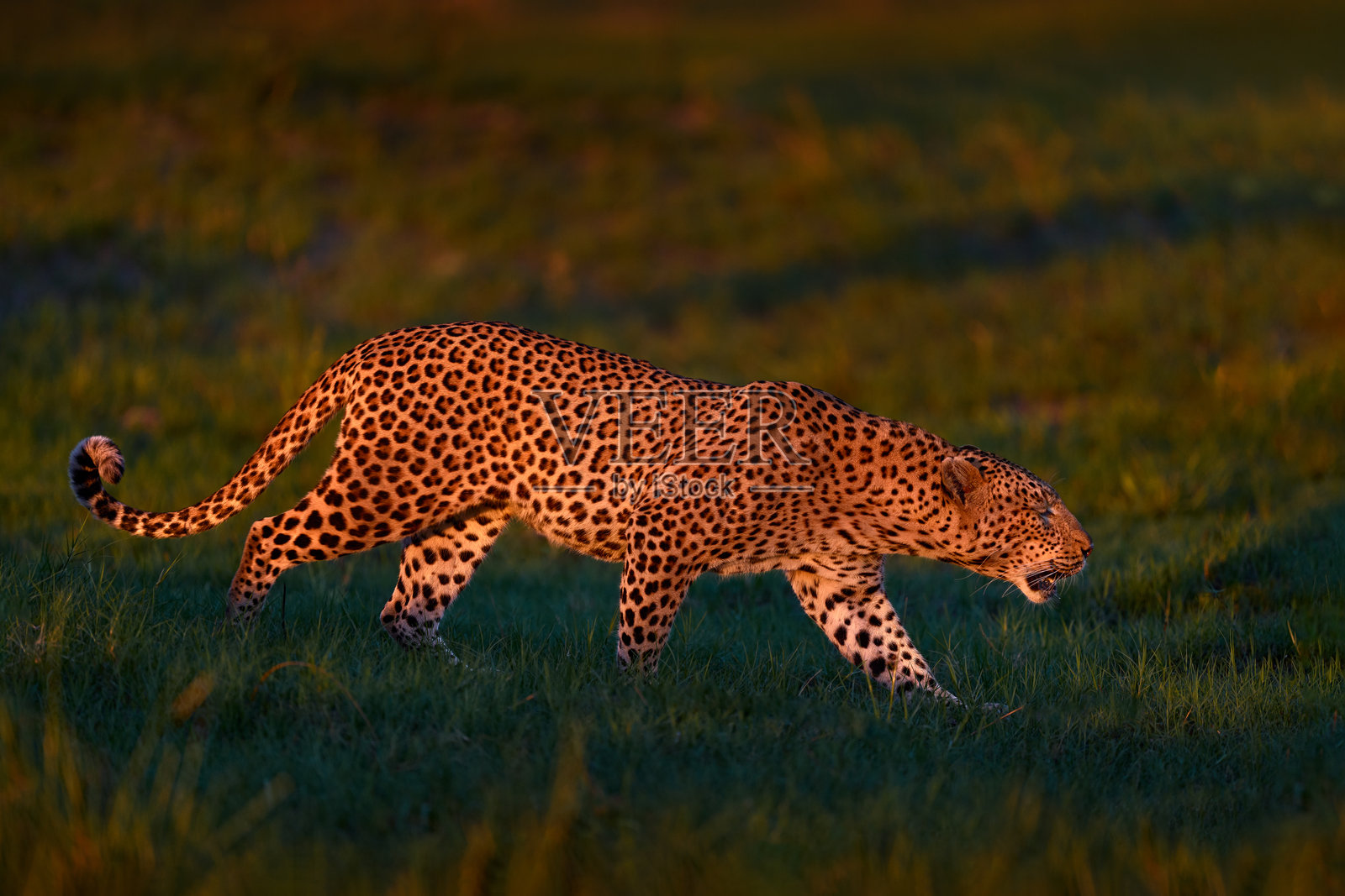豹，短尾豹，栖息于自然栖息地，阳光明媚的草原上的大型野生猫科动物，博茨瓦纳奥卡万戈三角洲。野生动物自然。非洲野生动物。照片摄影图片