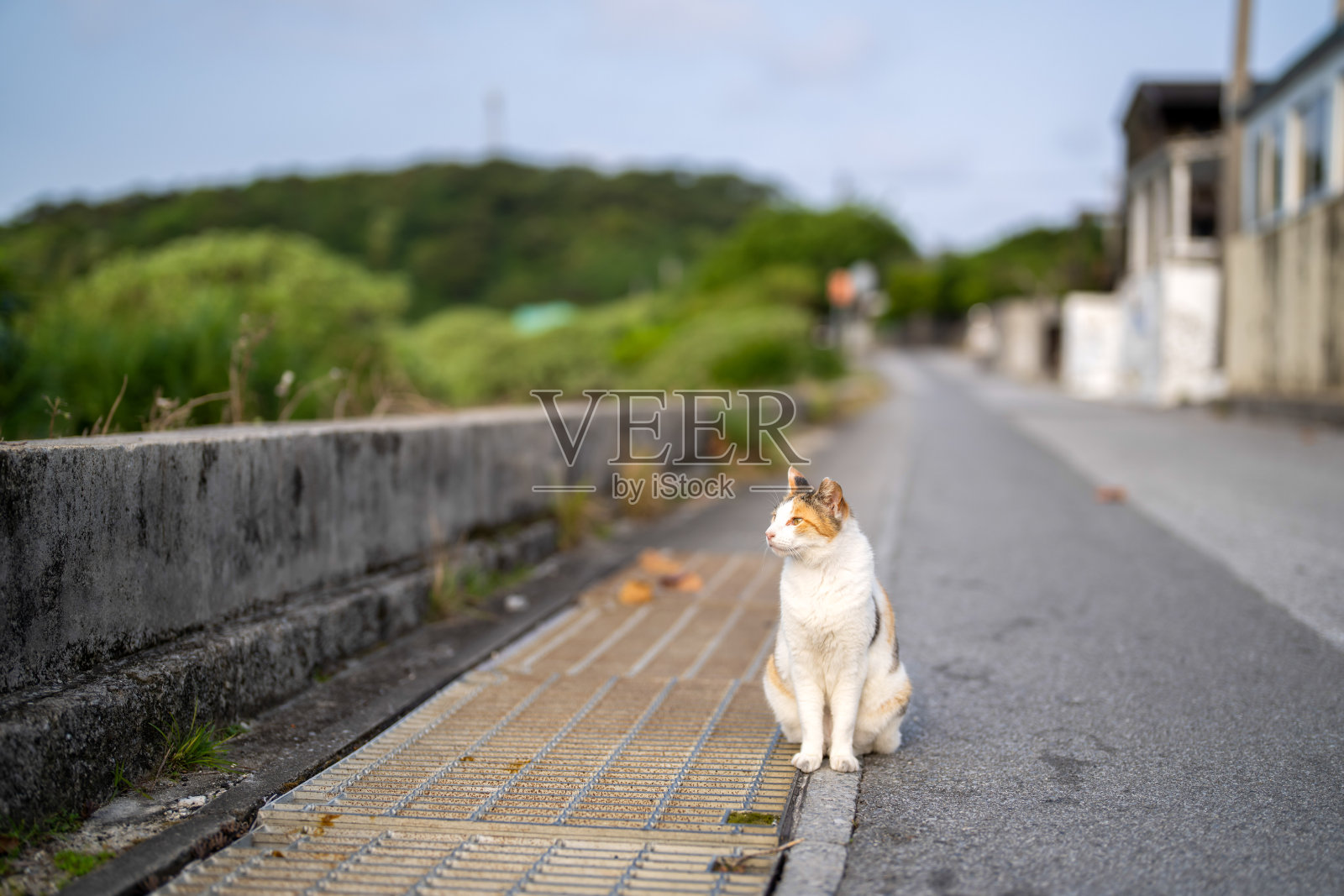 春天在日本冲绳县座间味村的赤岛，空荡荡的海边街道上的猫照片摄影图片
