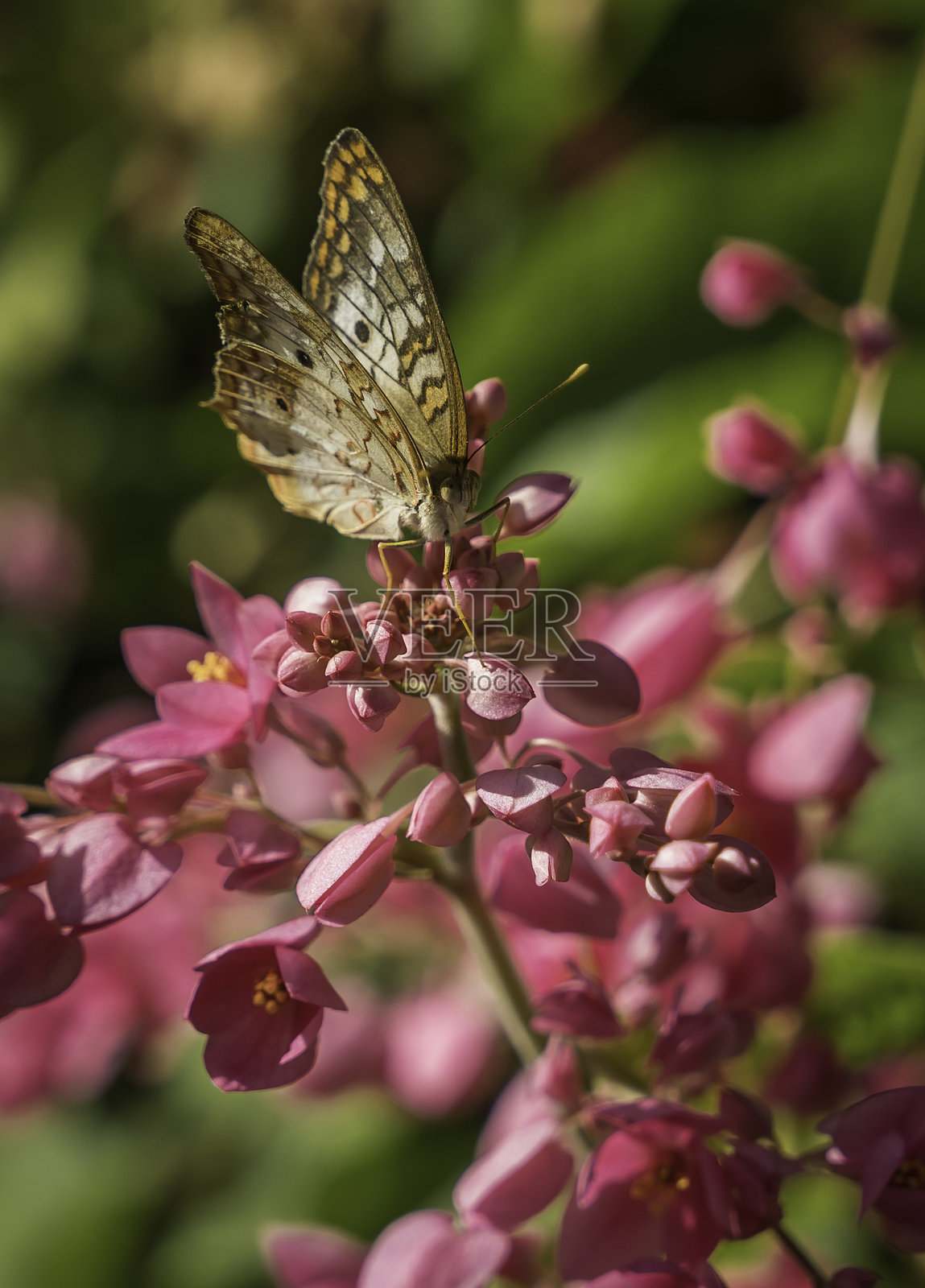 白孔雀蝶（Anartia Jatrophae）侧面停在美丽盛开的粉色植物上照片摄影图片