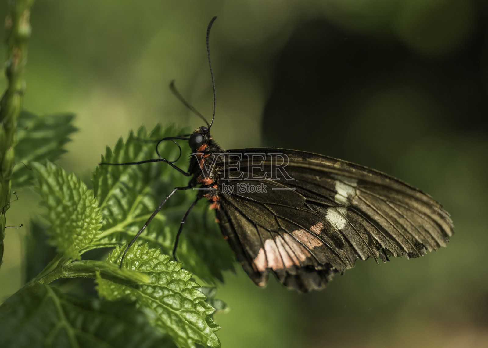一只蝴蝶侧面图，翅膀合拢，栖息在绿色植物的叶子上照片摄影图片