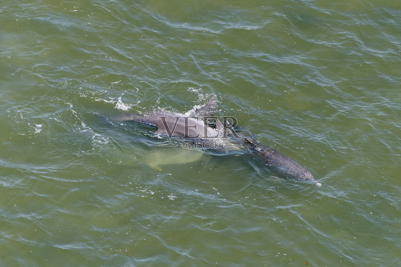 海豚照片摄影图片