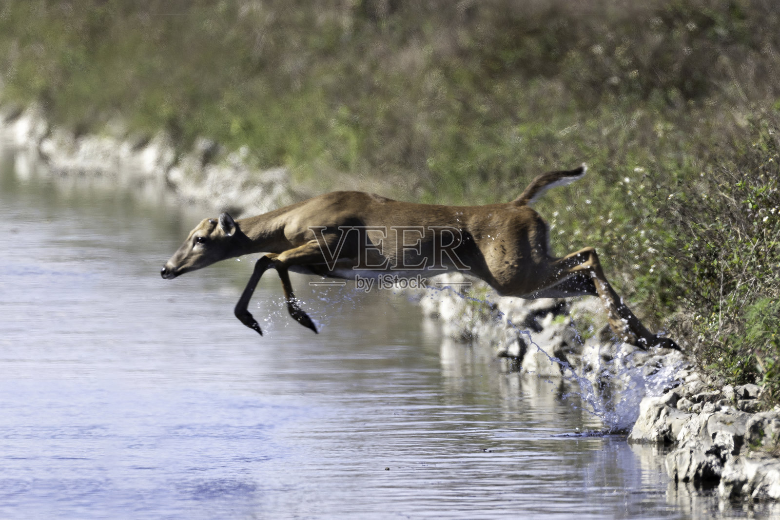 白尾鹿照片摄影图片