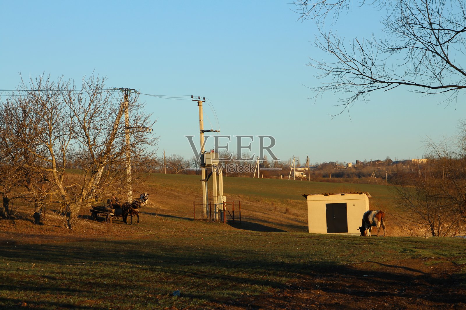 一群动物站在田野里照片摄影图片