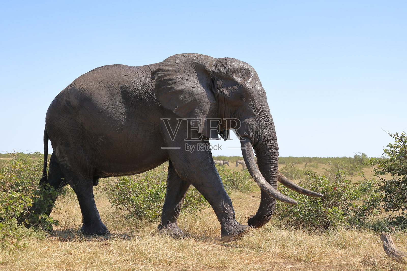 非洲象 / 非洲象 / 非洲象照片摄影图片