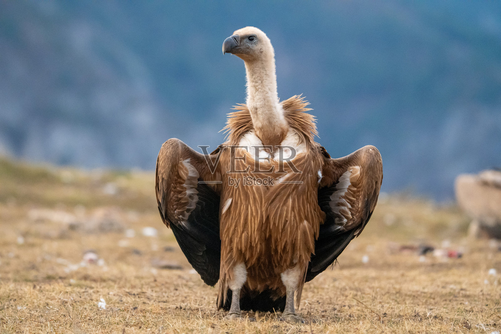在西班牙拍摄的秃鹫（Gyps fulvus）照片摄影图片