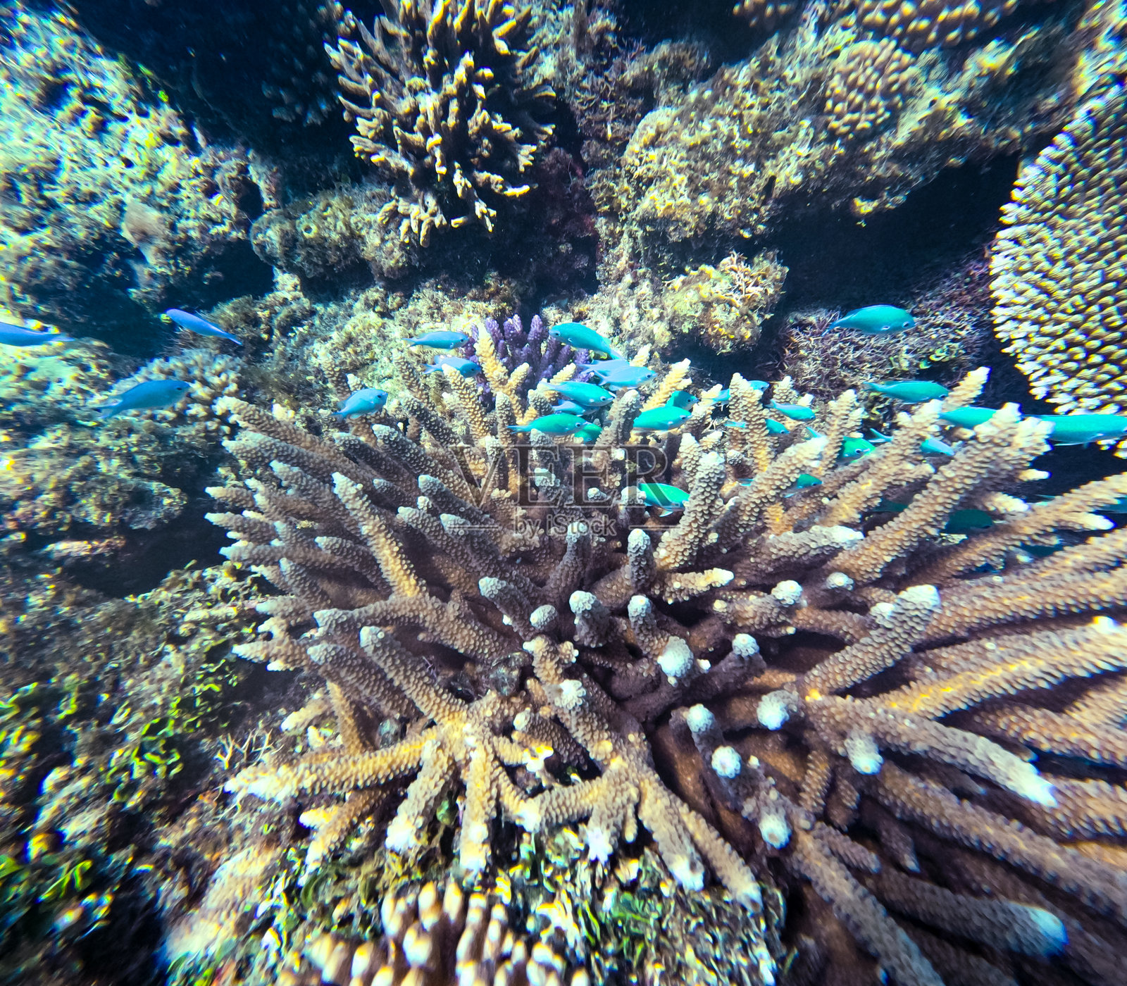 一朵美丽的黄色鹿角珊瑚（Acropora cervicornis）为蓝色小丑鱼（Chromis cyanea）提供了一个完美的藏身之处。照片摄影图片
