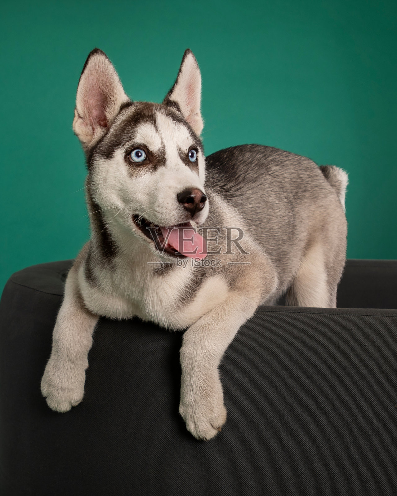 孤立工作室背景下的哈士奇小狗照片摄影图片