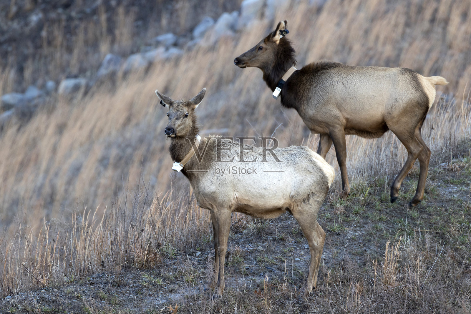 驼鹿照片摄影图片
