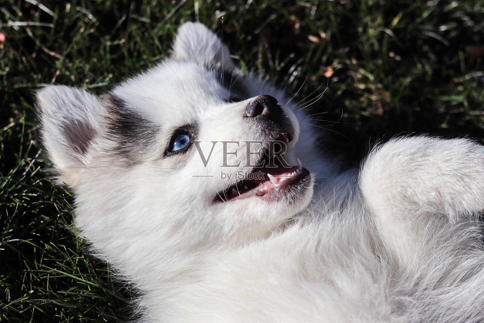 仰卧的波美拉尼亚哈士奇小狗照片摄影图片