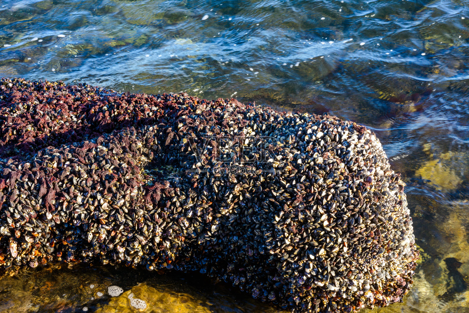 黑海强烈水流，沿海贻贝 - Mytilus galloprovincialis 高于水面，软体动物在空气中死亡，敖德萨照片摄影图片