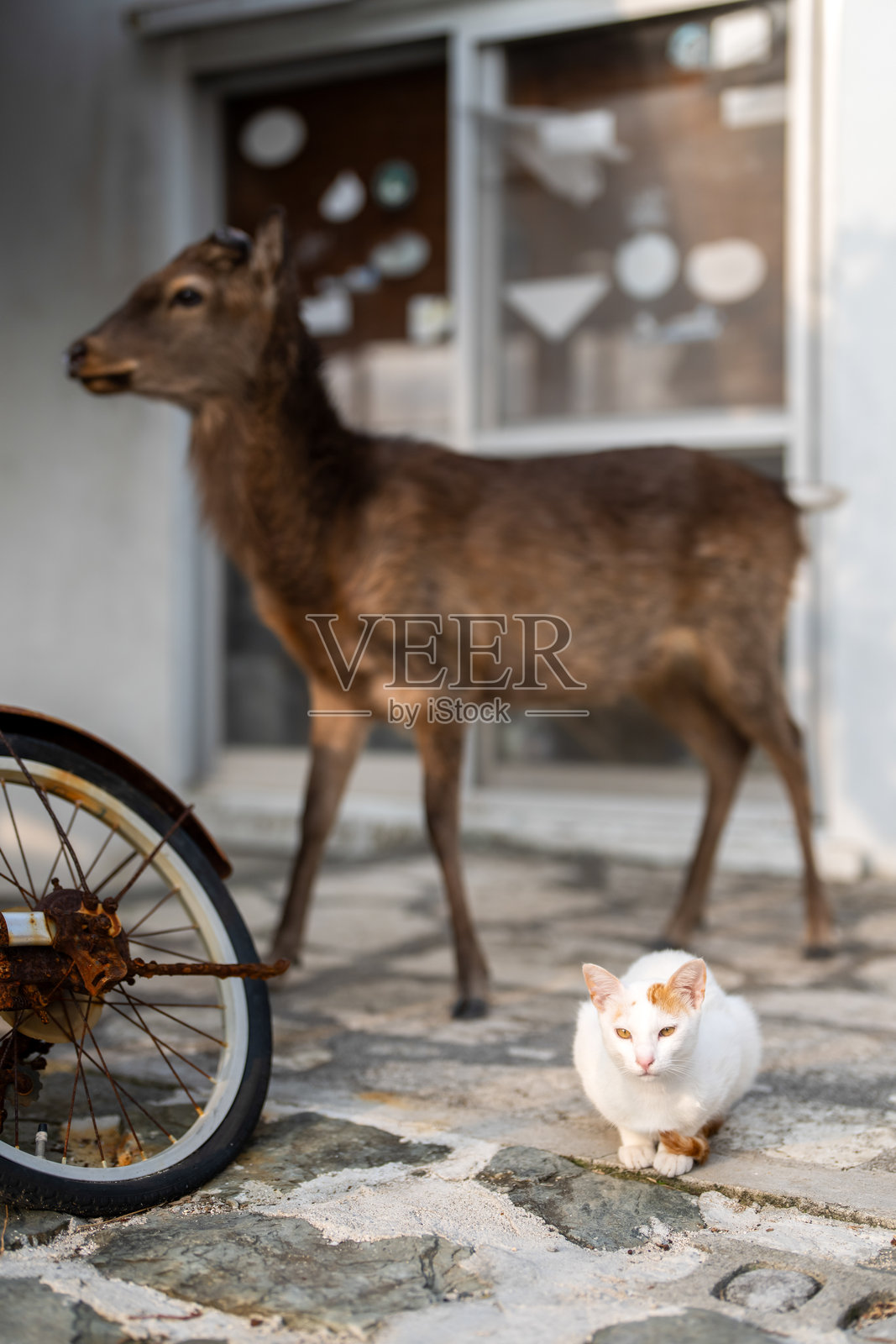 一只猫和一只名为Keramajika的野鹿在日本冲绳县座间味村的赤岛海滩旁的私人住宅中，春天时没有人。照片摄影图片