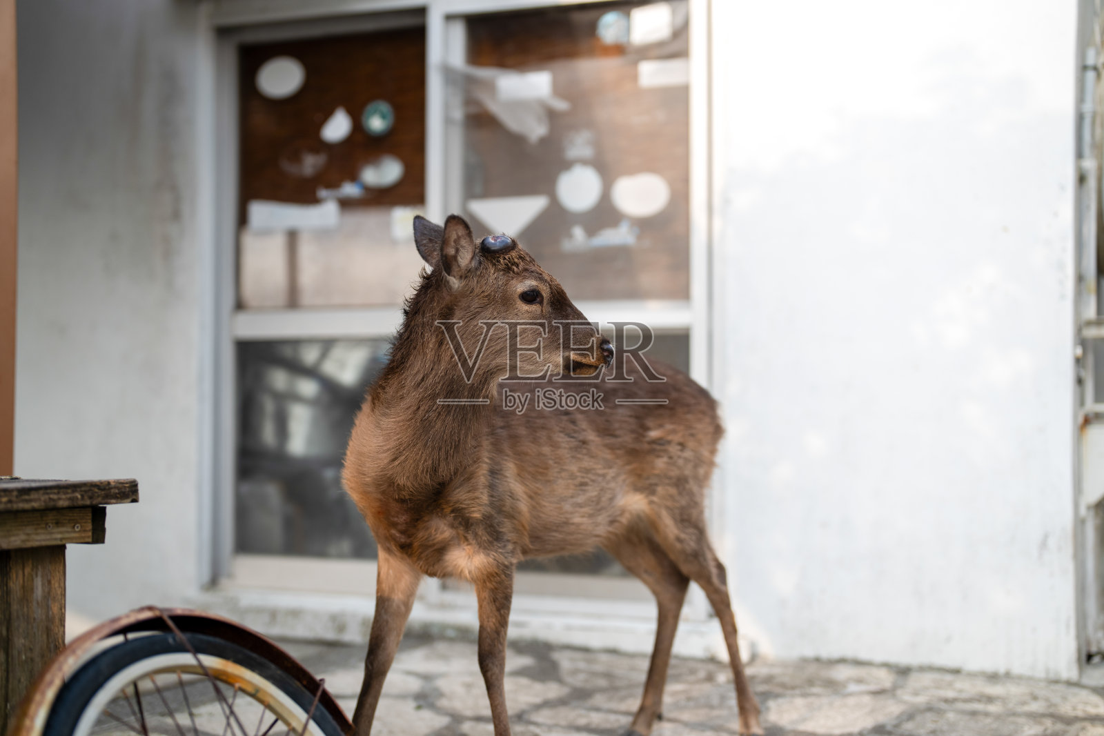 一只猫和一只名为Keramajika的野鹿在日本冲绳县座间味村的赤岛海滩旁的私人住宅中，春天时没有人。照片摄影图片