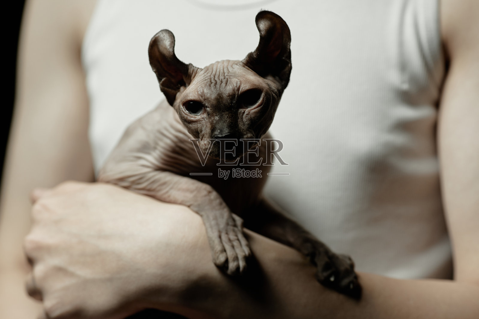 在强光下坐在男人手上的无毛斯芬克斯猫肖像照片摄影图片