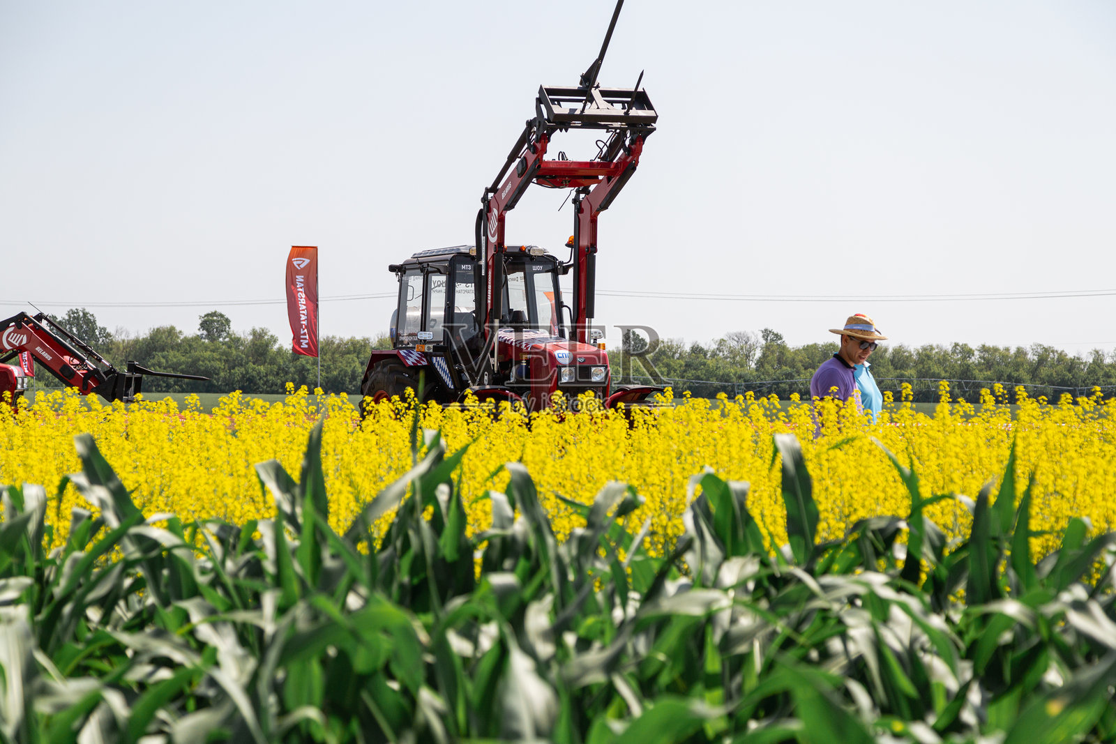 鞑靼斯坦共和国，喀山 - 2024年6月3日：背景中的红色拖拉机在田野里照片摄影图片