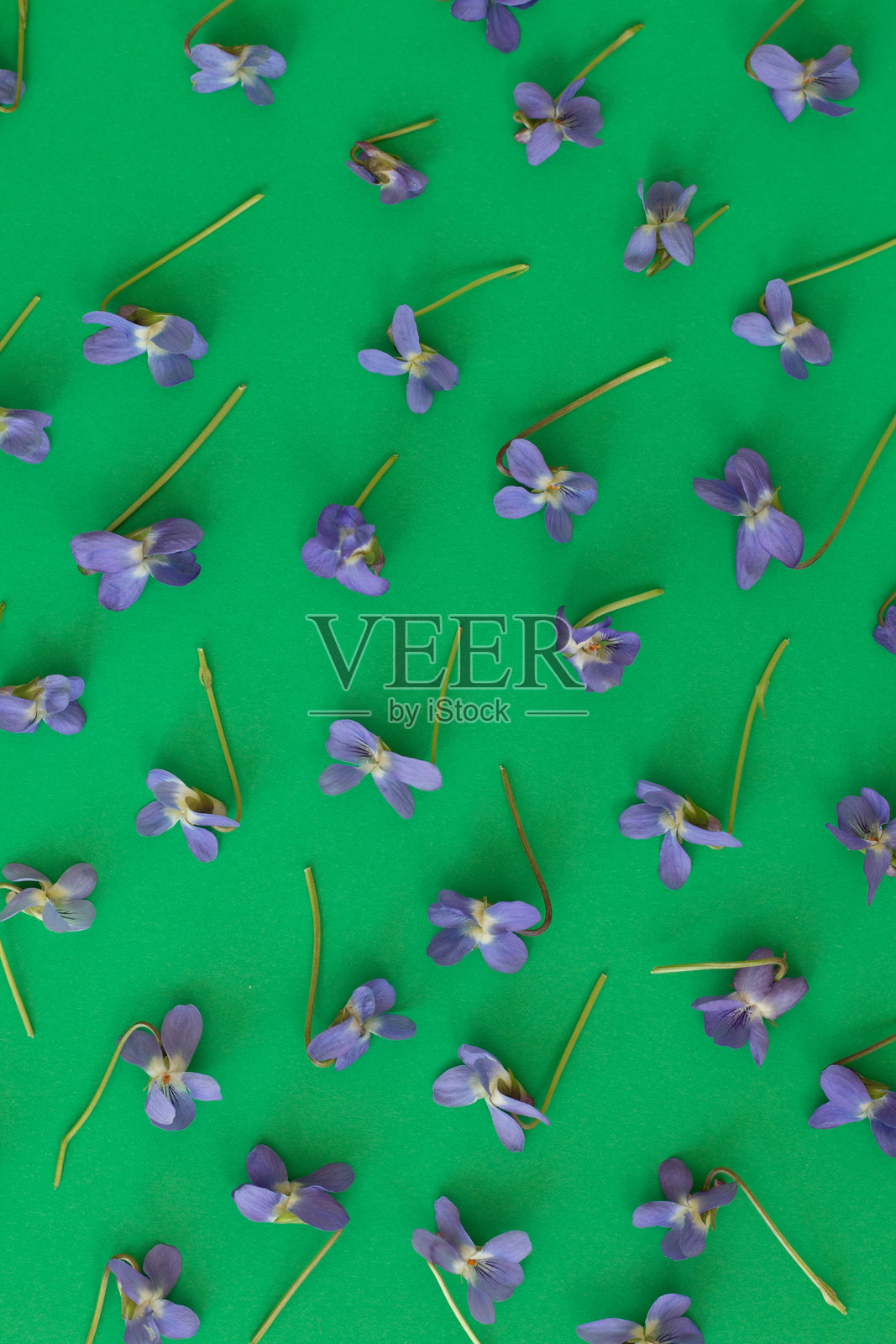 紫色的紫罗兰花散落在绿色背景上。照片摄影图片