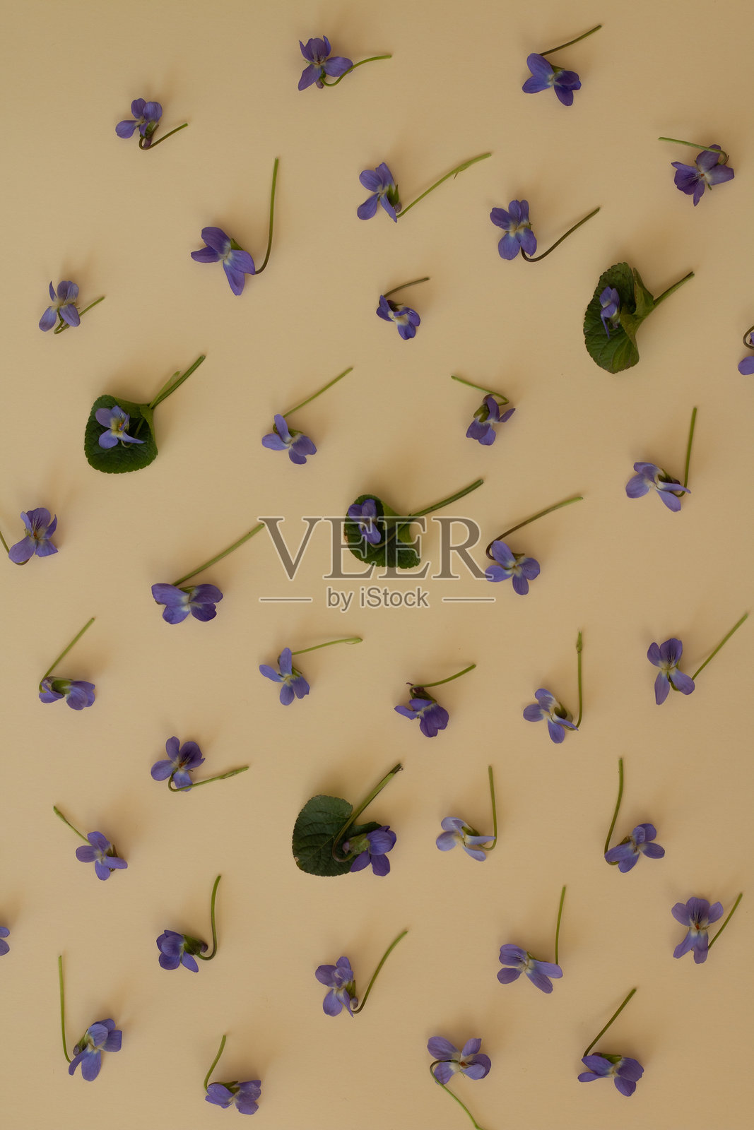 紫色的紫罗兰花散落在米色背景上。照片摄影图片