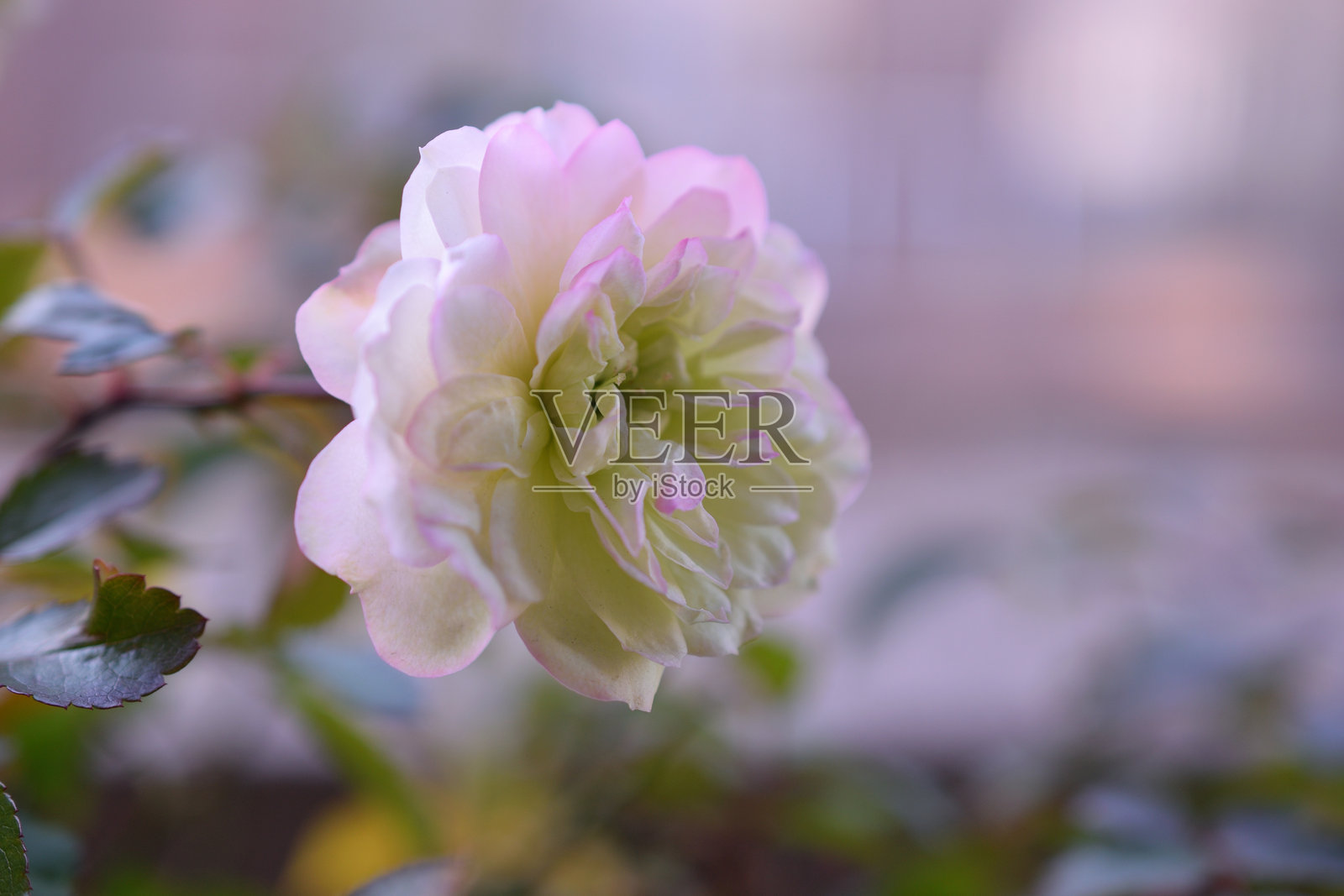 美丽的迷你玫瑰绿冰照片，拍摄于户外。照片摄影图片