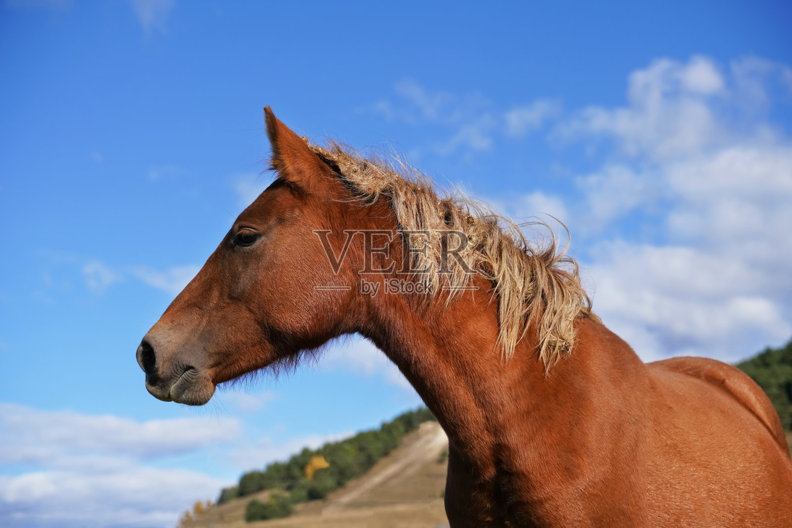 棕色马骄傲地昂首挺胸，展示着它光亮的毛皮，映衬着生机勃勃的蓝天。这个场景捕捉了阳光明媚的下午大自然的美丽。照片摄影图片