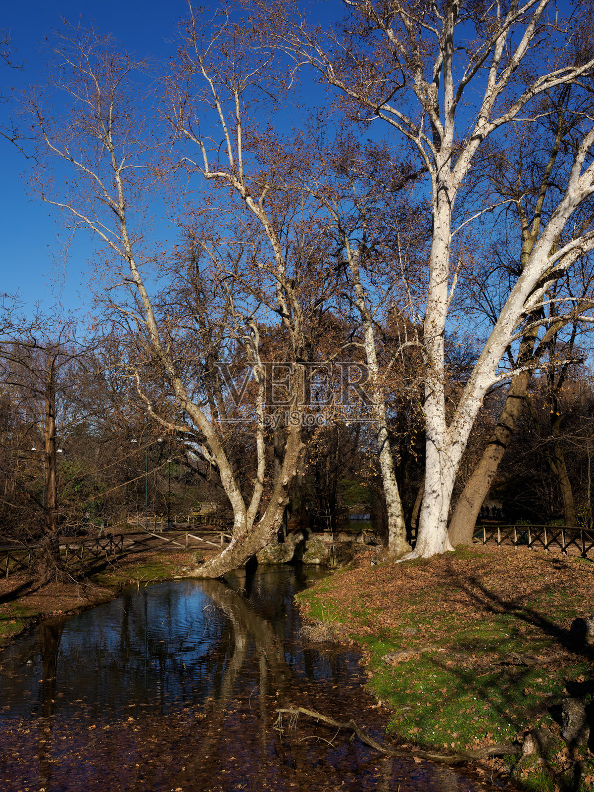 意大利米兰的塞姆皮奥内公园冬季景色照片摄影图片