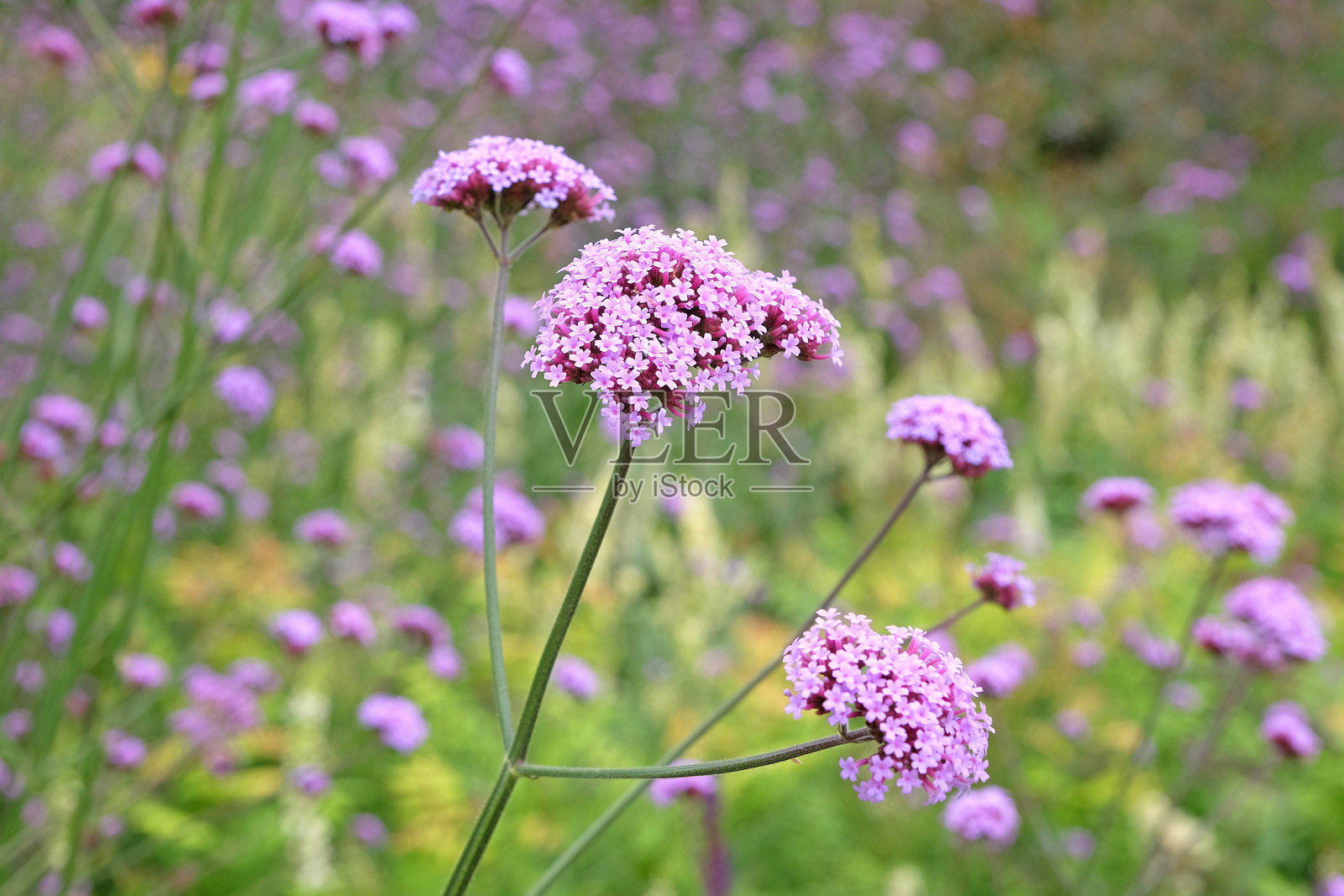 紫丁香色的波那里恩斯马鞭草，也称为紫顶马鞭草、簇顶马鞭草、阿根廷马鞭草，正在开花。照片摄影图片