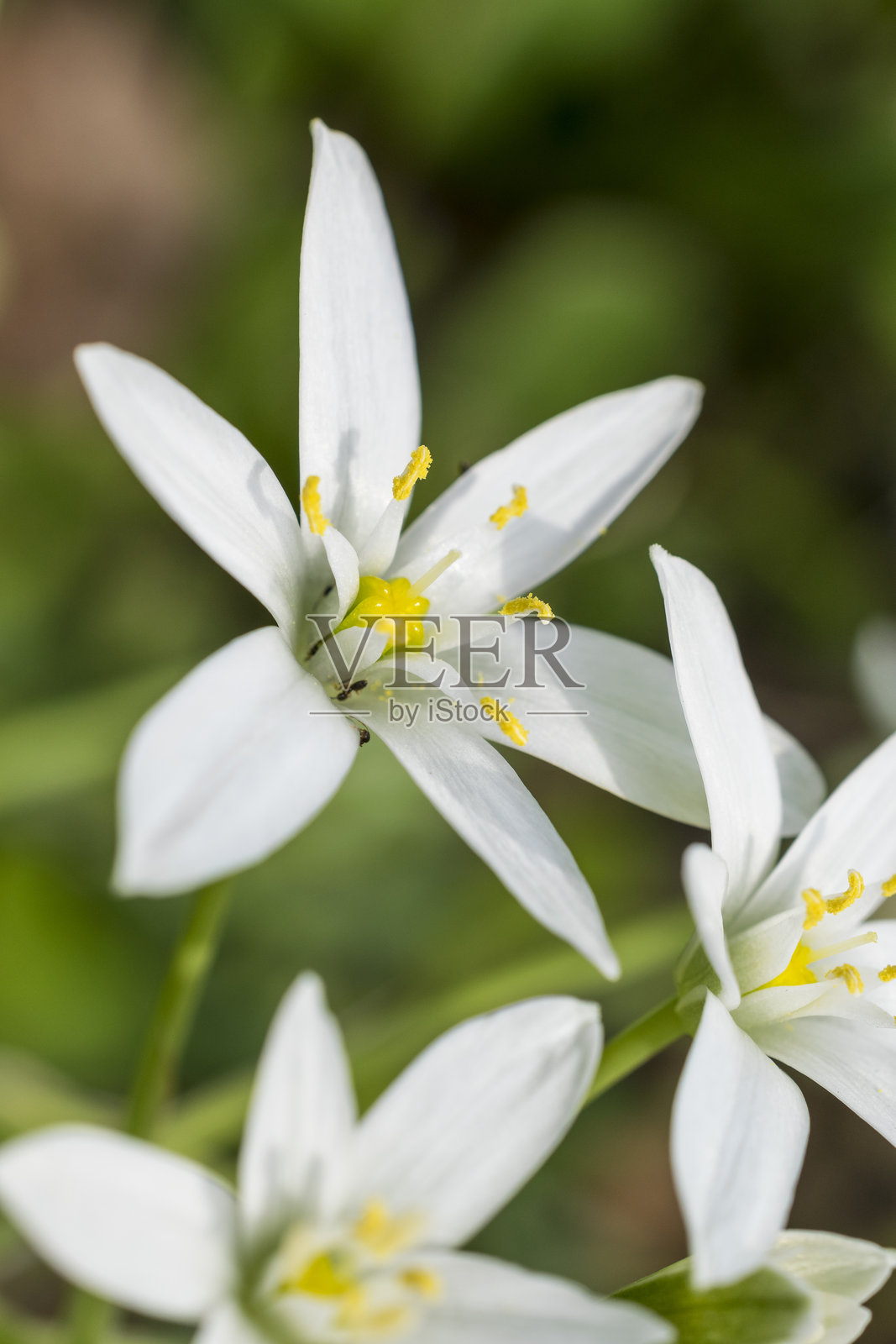白色鸟尾花的特写镜头照片摄影图片