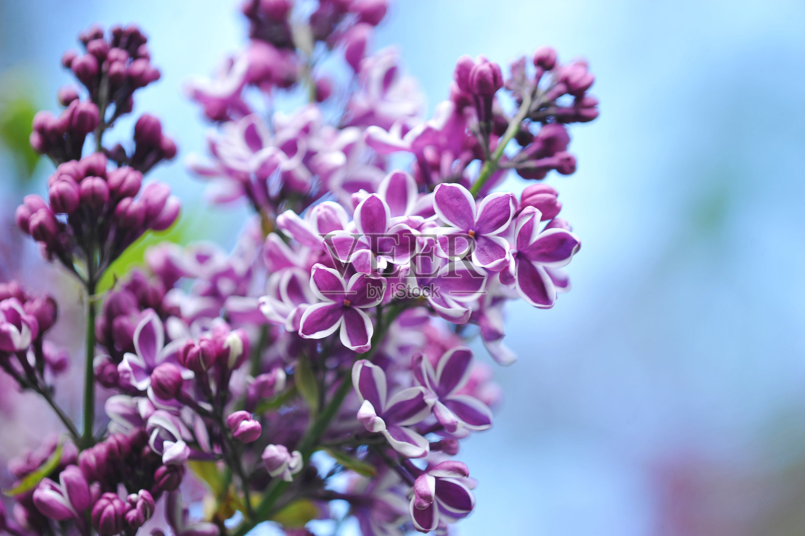 春季紫丁香的花开照片摄影图片
