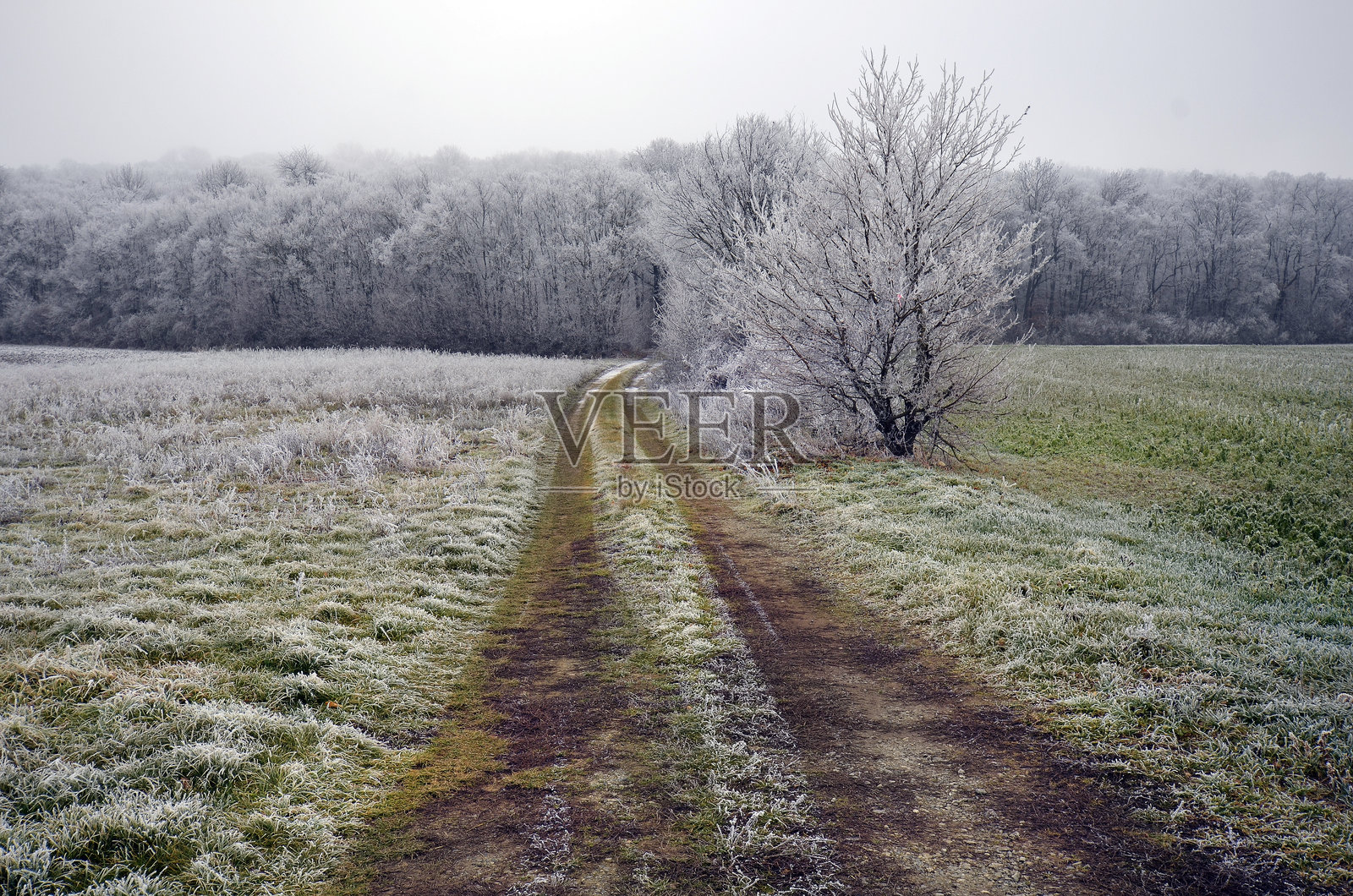 奥地利，冬季乡村风光照片摄影图片
