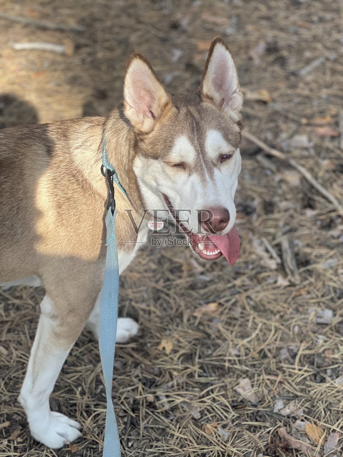 红色哈士奇犬在松树林中散步照片摄影图片