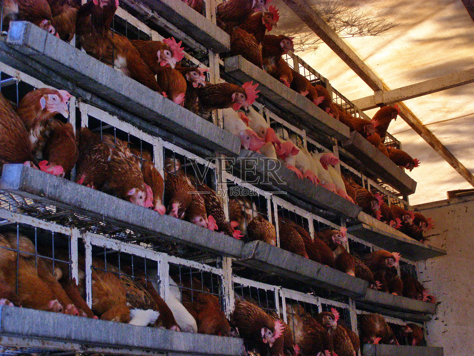 农场中鸡的低角度视图照片摄影图片