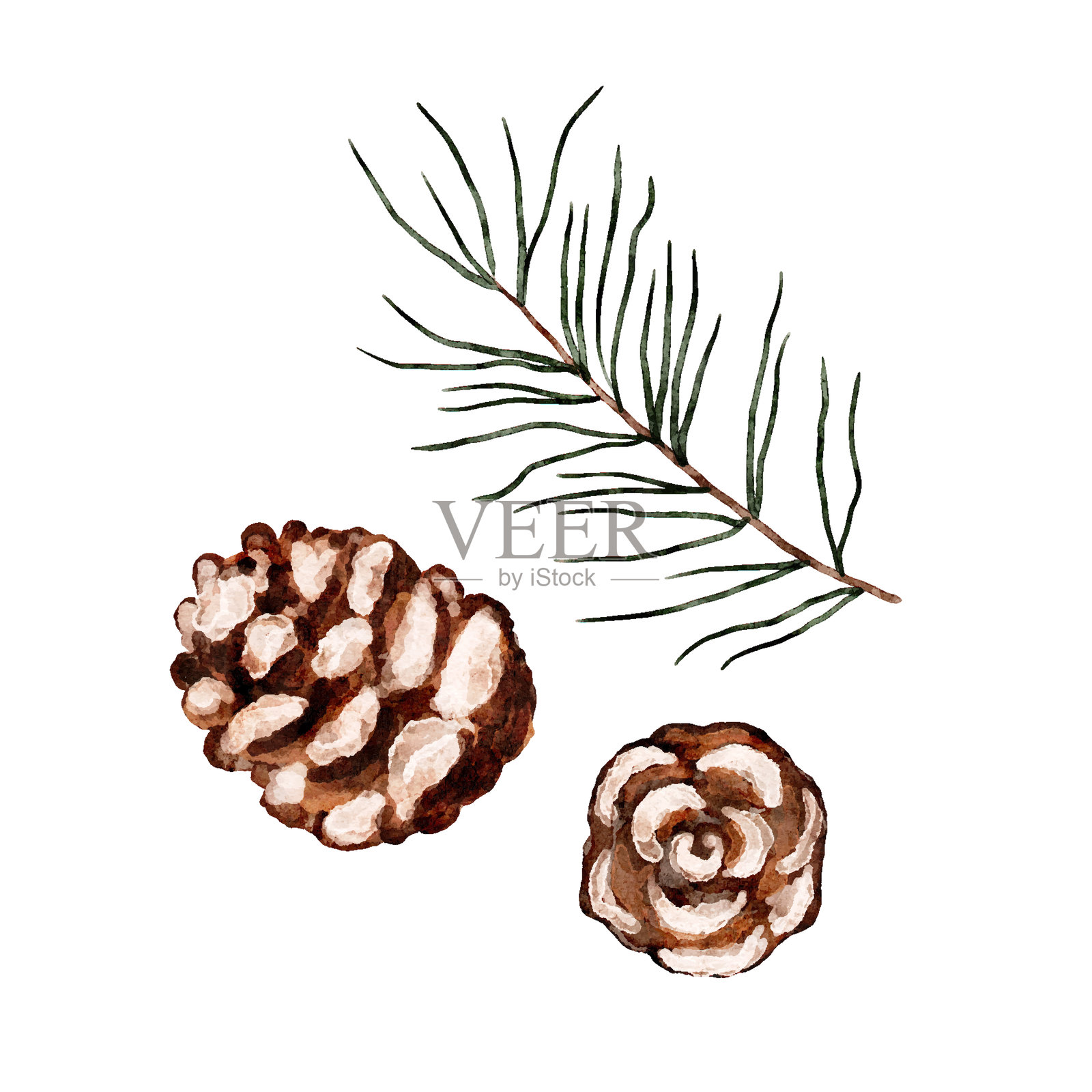 水彩风格的松枝矢量图集，带有稀有的针叶和从背景中剪切出的松果插画图片素材