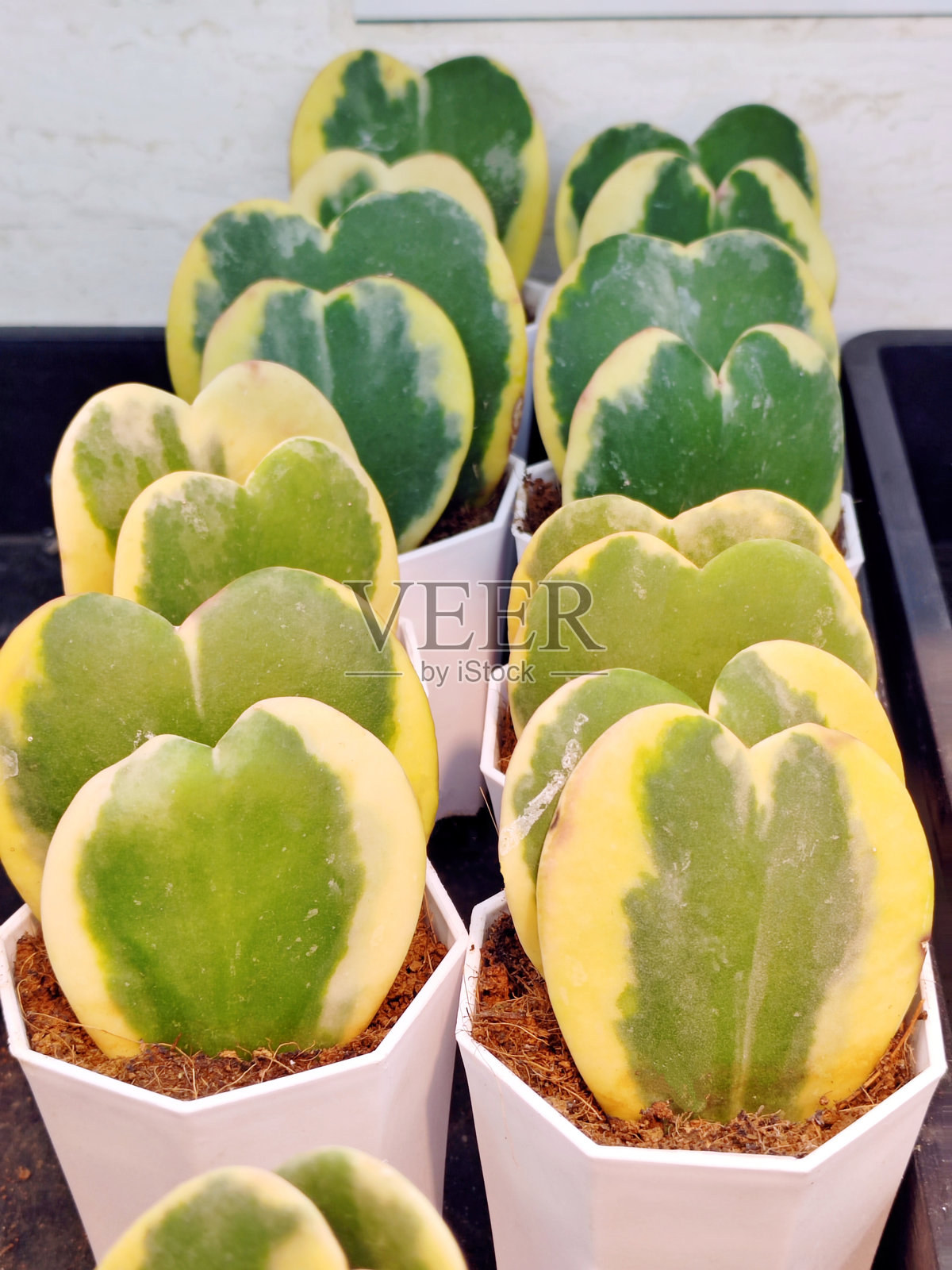 心叶藤变种照片摄影图片