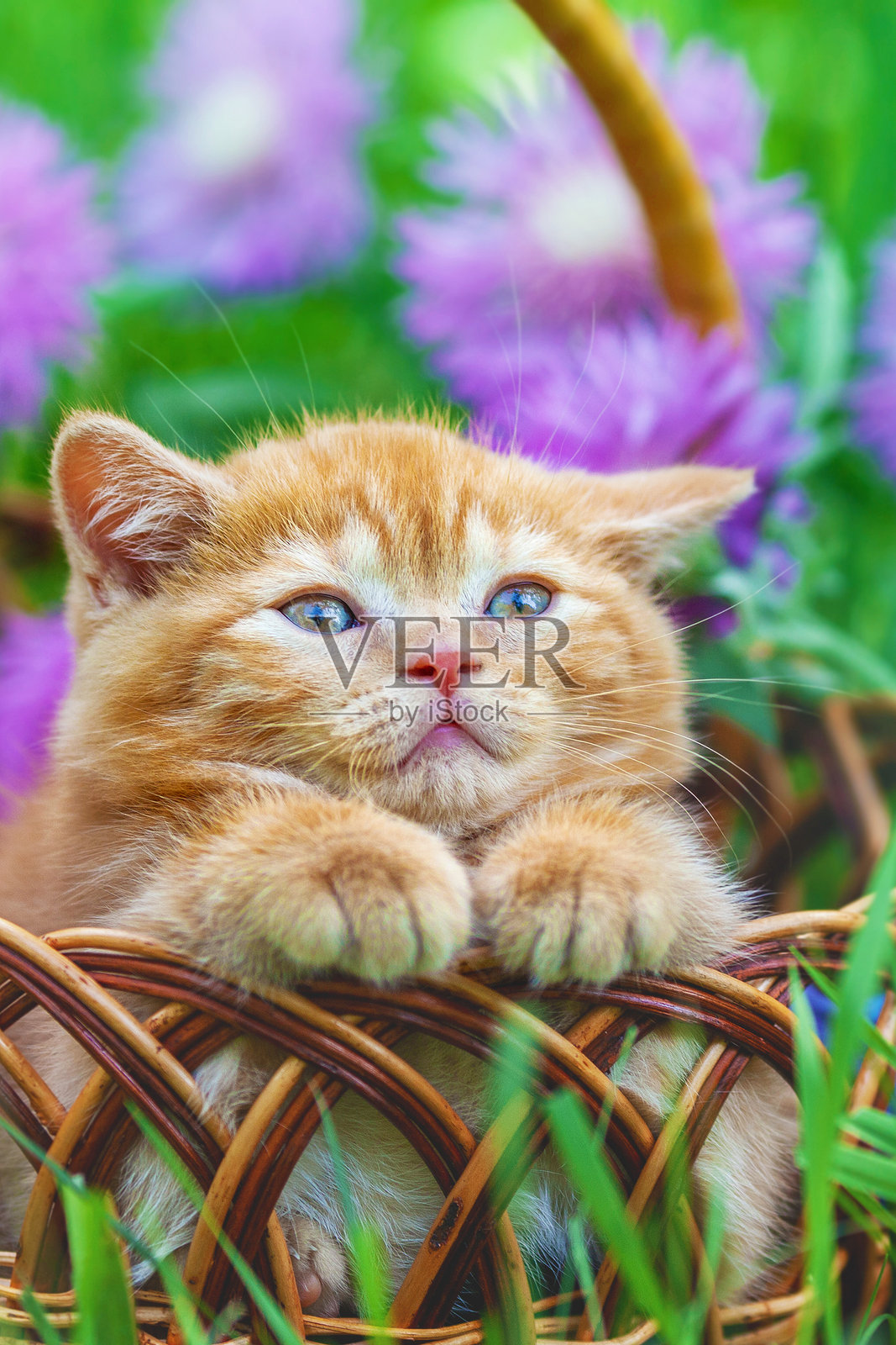 小猫咪坐在草地上的篮子里，周围有花朵。竖拍。照片摄影图片