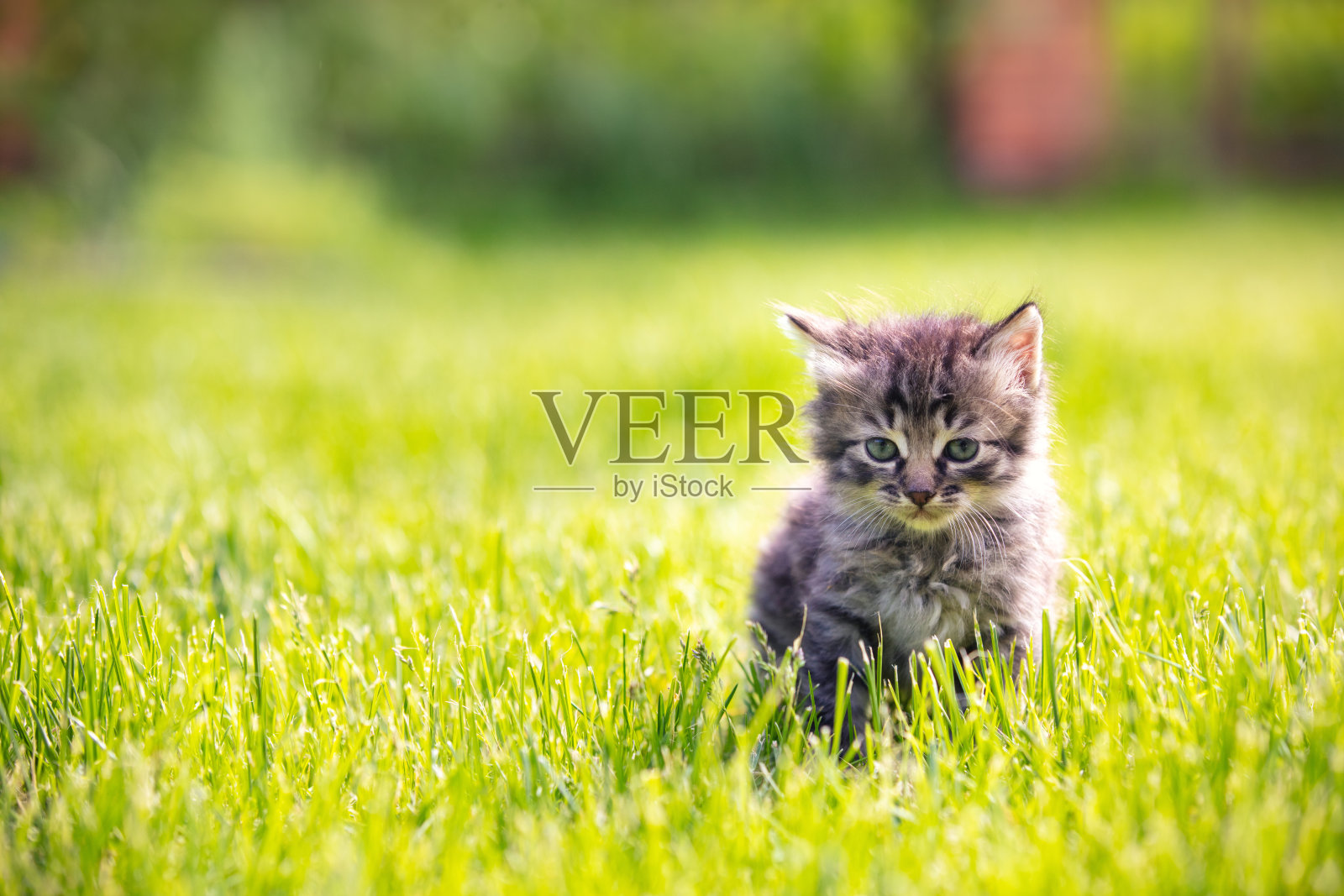 可爱的小猫咪在阳光明媚的夏日草地上坐着照片摄影图片