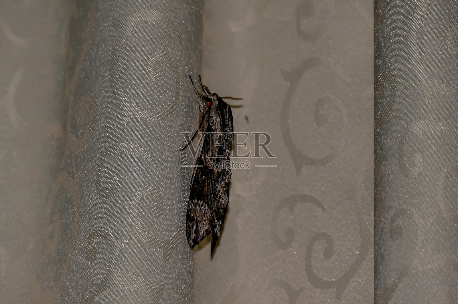 一只蛾子在墙上。照片摄影图片