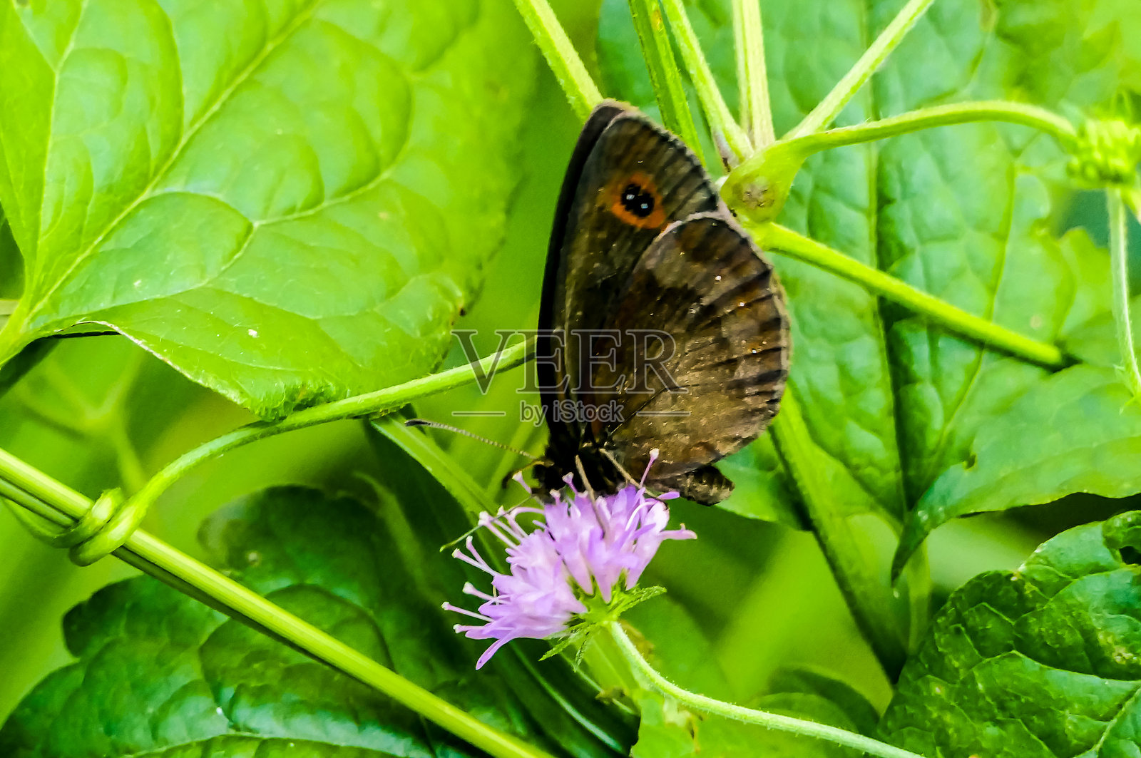 一只蝴蝶停在紫色花朵上照片摄影图片