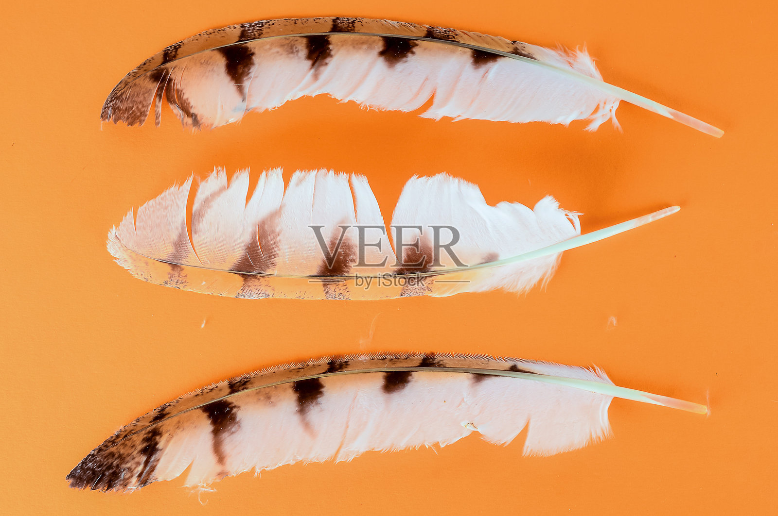 三根带有棕白条纹的羽毛，背景为橙色照片摄影图片