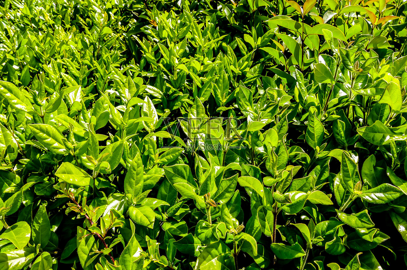 一株叶子繁茂的绿色植物照片摄影图片