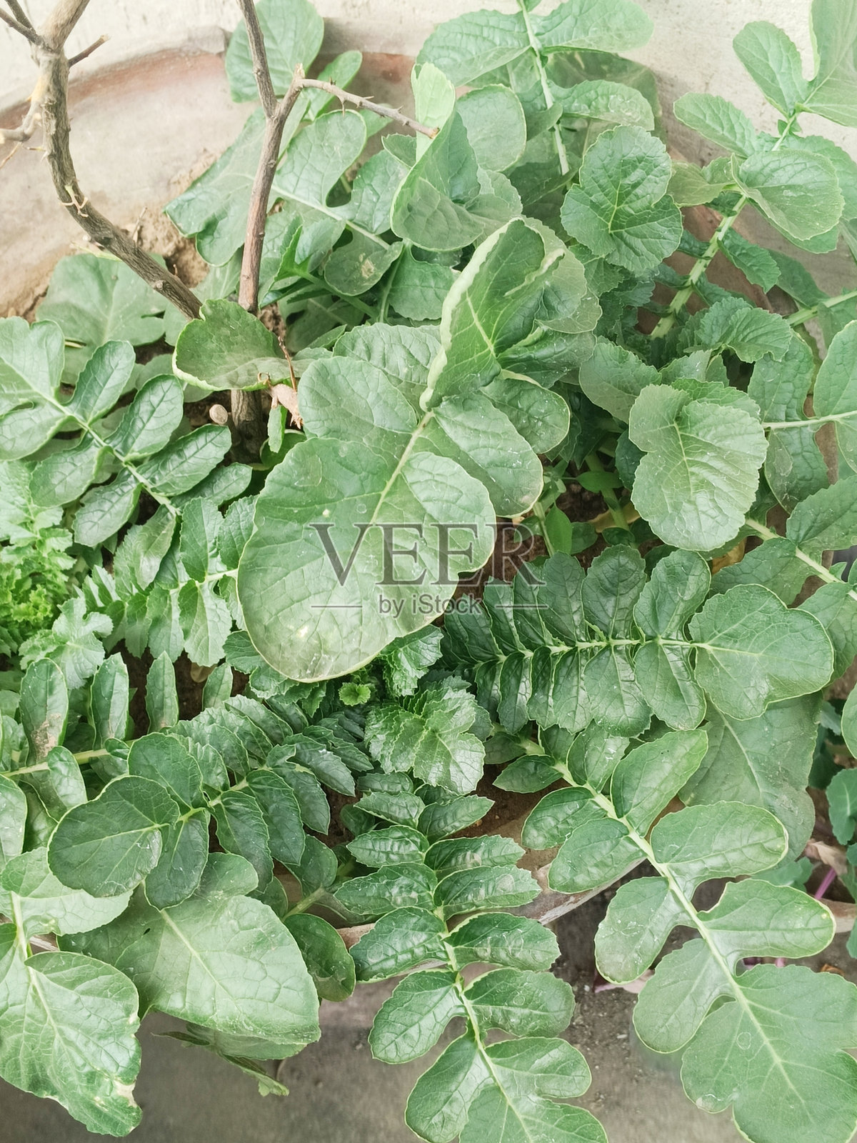 萝卜植物照片摄影图片