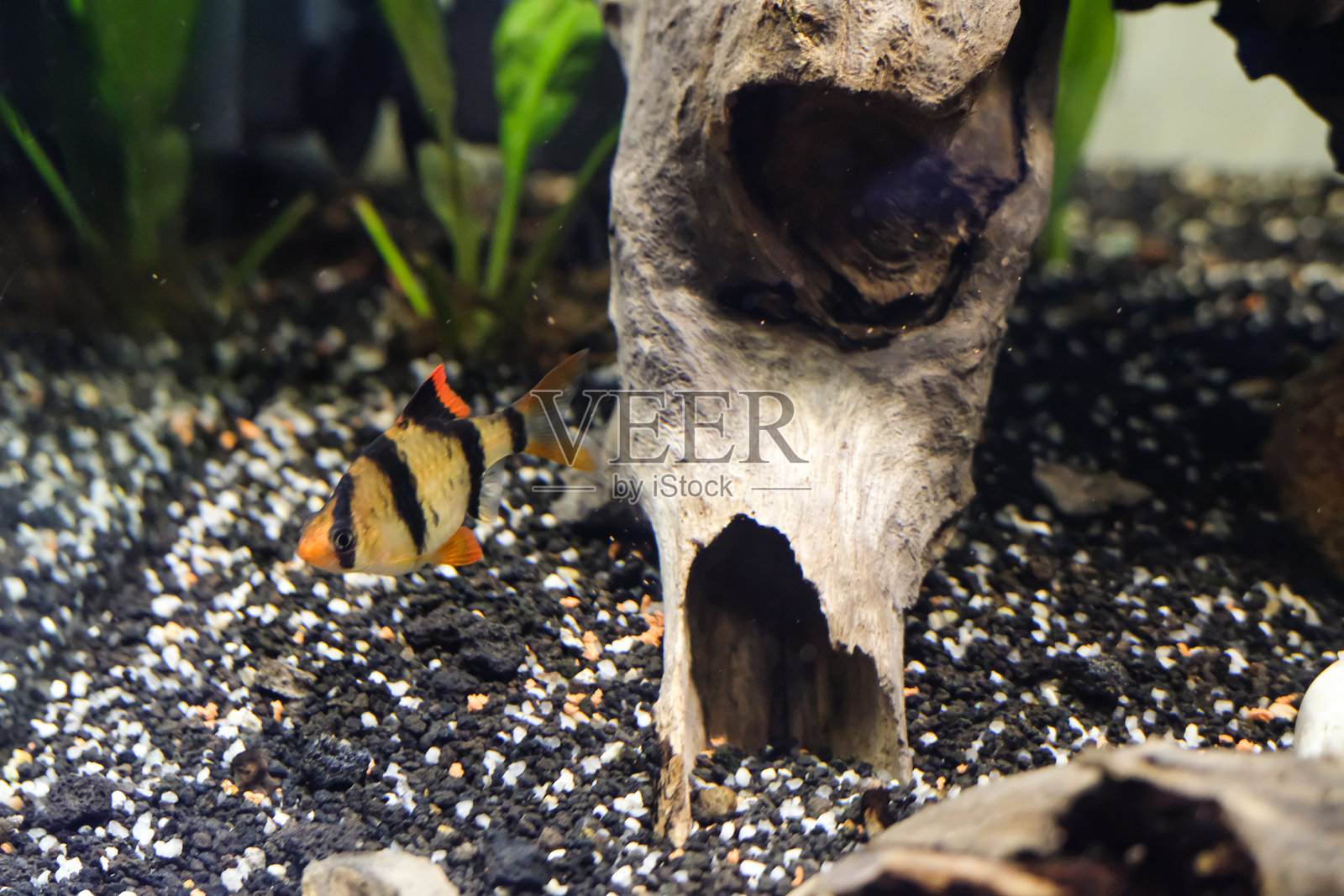 虎斑鱼在水族箱中伪装成环境的一部分照片摄影图片