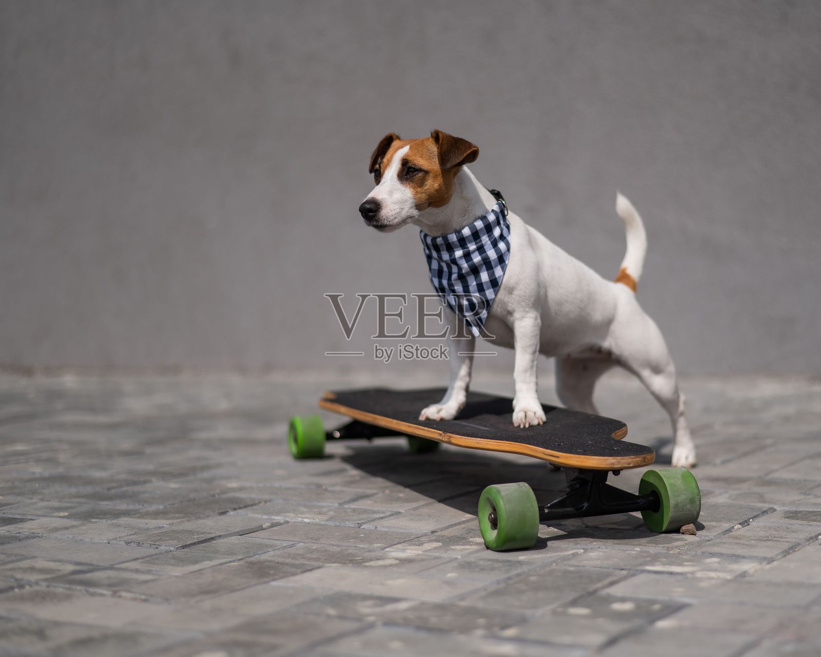 穿着格子围巾的杰克拉塞尔梗狗骑着长板。照片摄影图片